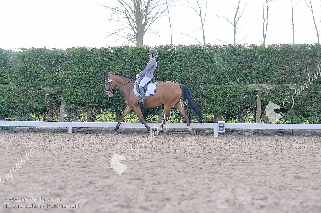 Photographe Fotograaf Equestre Paardenfotograaf Paardenfotos
