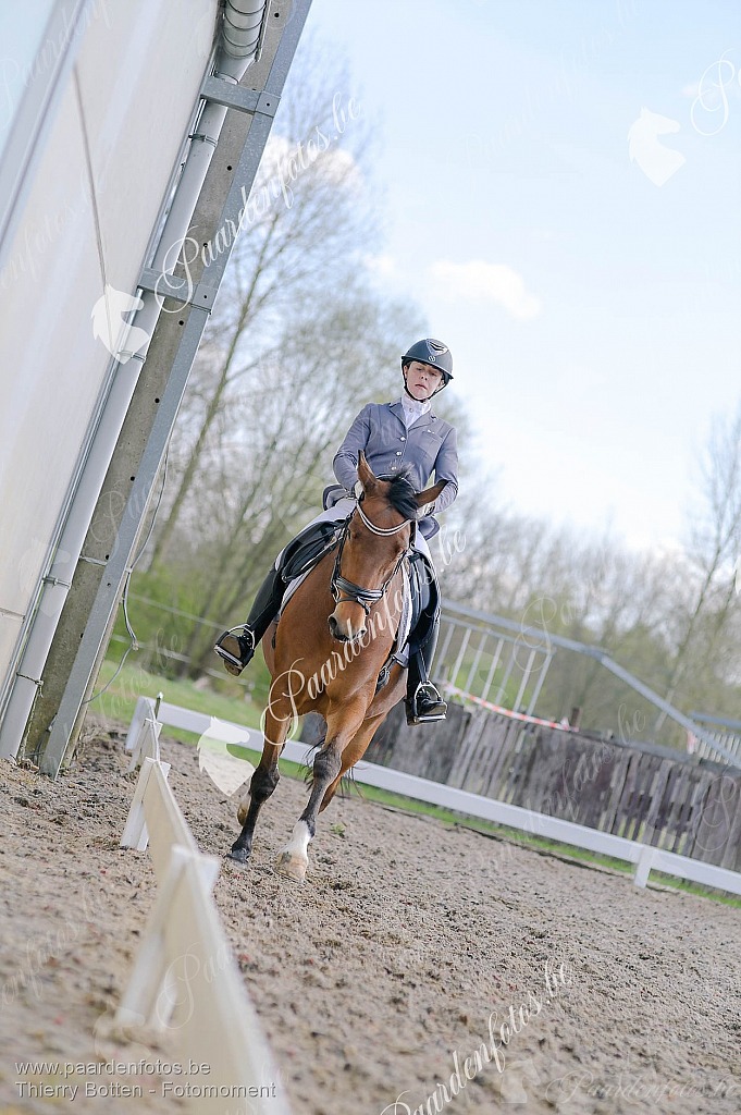 Photographe Fotograaf Equestre Paardenfotograaf Paardenfotos