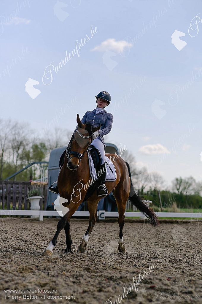 Photographe Fotograaf Equestre Paardenfotograaf Paardenfotos