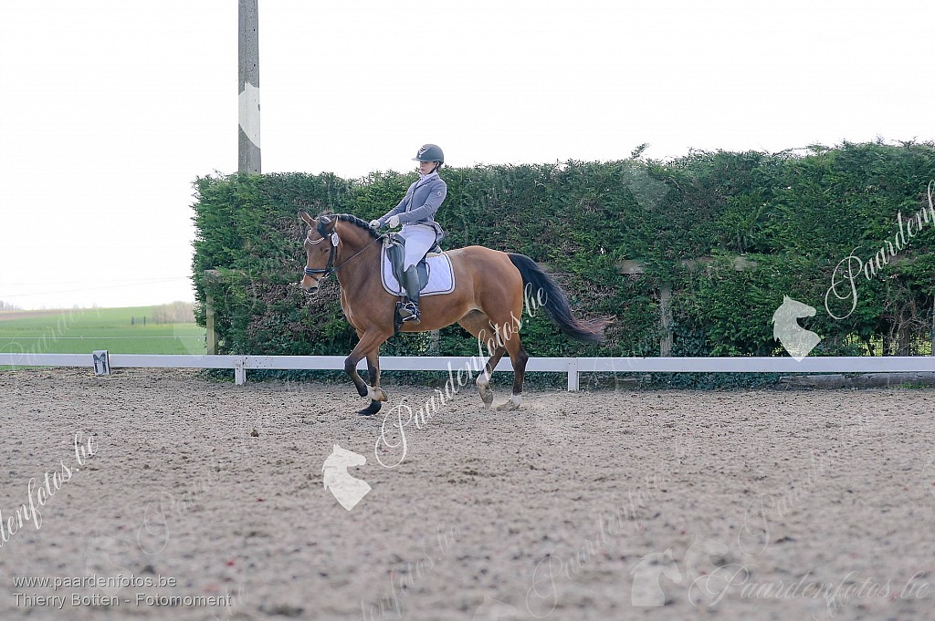 Photographe Fotograaf Equestre Paardenfotograaf Paardenfotos