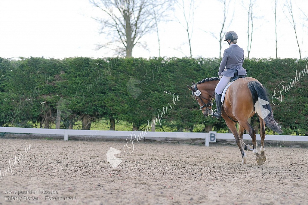 Photographe Fotograaf Equestre Paardenfotograaf Paardenfotos