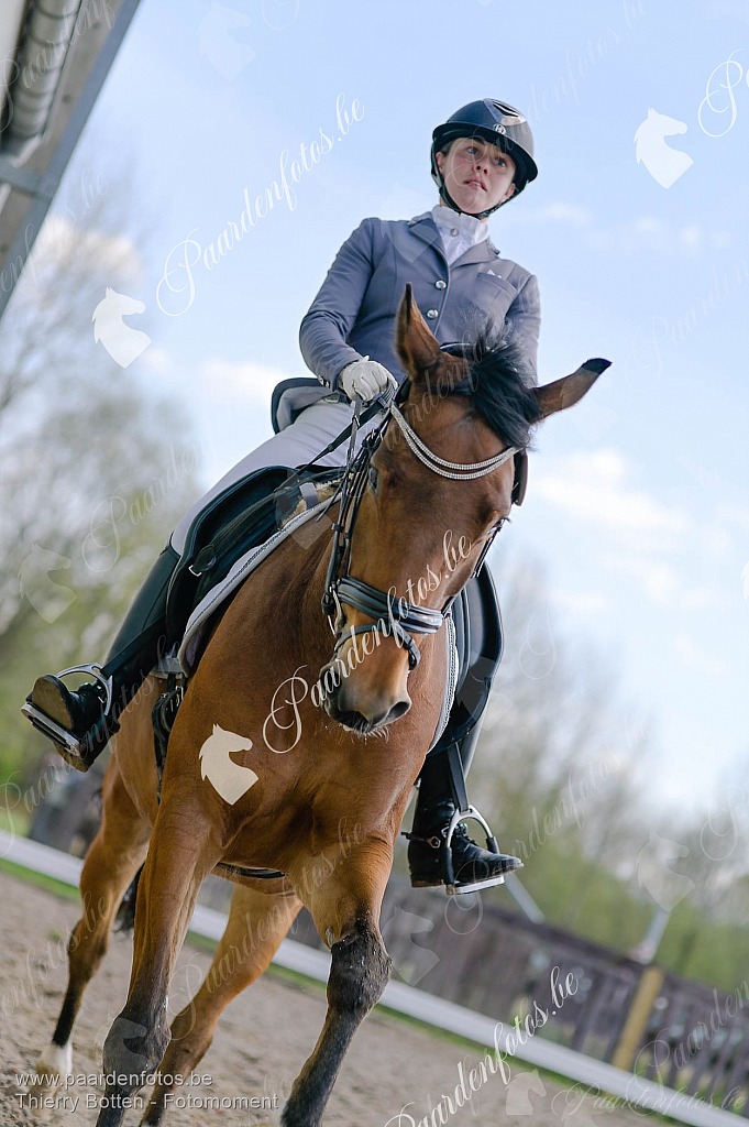 Photographe Fotograaf Equestre Paardenfotograaf Paardenfotos
